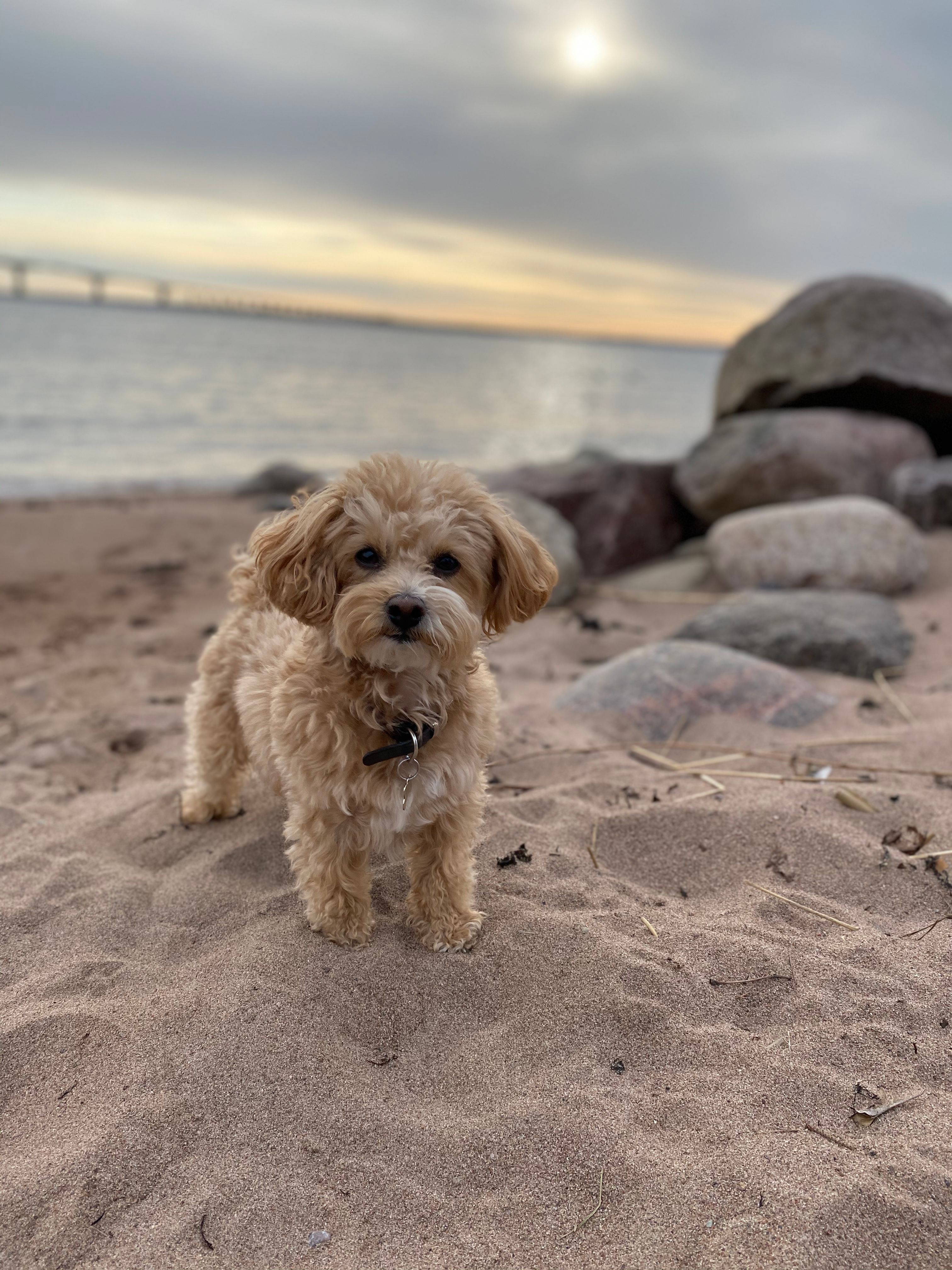 maltipoo.se